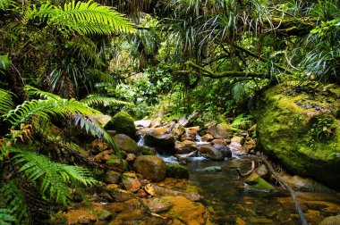 Clear mountain stream with ferns, epiphytes and mossy boulders in the subtropical forest of Coromandel, North Island, New Zealand clipart