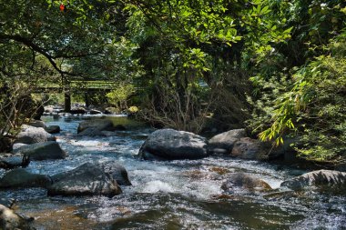 Clear mountain stream and bridge in the dense forest of Wang Ta Krai (Takhrai, Takrai) Park in Nakhon Nayok, Thailand.  clipart