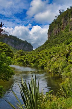 Pororari Nehri, Westport ve Greymouth, Paparoa Ulusal Parkı, Batı Yakası, Güney Adası, Yeni Zelanda arasında yoğun ormanlık bir vadi boyunca akar..