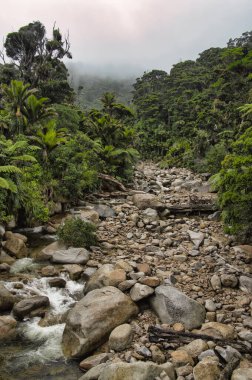 Kahurangi Ulusal Parkı, Karamea, Batı Sahili, Güney Adası 'nın batı kıyısında Heaphy Pisti boyunca uzanan yağmur ormanlarındaki büyük kayalarla dolu bir nehir yatağı..