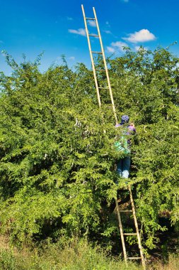 Tayland 'ın Phetchabun eyaletindeki Lom Sak çiftliğinde bambu merdiveni üzerinde bir adam tarafından demirhumu tohumları hasat ediliyor.