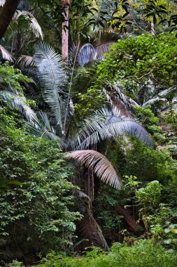 Şeker palmiyesi (Arenga pinnata, syn. Arenga saccharifera) Tat Mok Ulusal Parkı 'nın yoğun ormanında, Phetchabun, Tayland