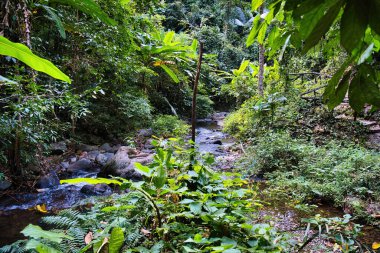 Tayland 'ın Phetchabun ilindeki Tat Mok Ulusal Parkı' nın yoğun tropikal ormanlarındaki bir vadide bir dağ deresi boyunca uzanan patika.