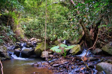 Tat Mok - Song Nan Doğa Yolu boyunca uzanan sık orman, Tayland 'ın Phetchabun eyaletindeki Tat Mok Ulusal Parkı' ndaki bir dağ nehri boyunca uzanır.