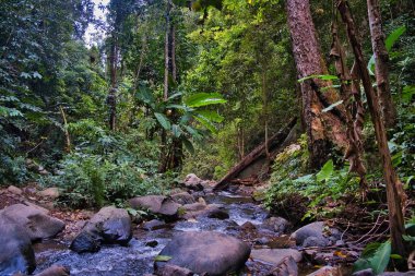 Tat Mok - Song Nan Doğa Yolu boyunca uzanan sık orman, Tayland 'ın Phetchabun eyaletindeki Tat Mok Ulusal Parkı' ndaki bir dağ nehri boyunca uzanır.