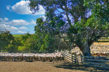 Büyük bir koyun sürüsü Avustralya 'nın Tazmanya kırsalındaki bir çitin içine sürülür. Ön planda büyük bir okaliptüs ağacı