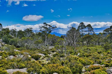 Low shrubland in the transitional zone between montane forest and bare rocks on the northern flanks of Ben Lomond, Tasmania, Australia clipart