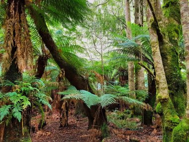 Ervercreech Ormanı, Tazmanya, Avustralya 'nın ılıman yağmur ormanlarındaki dev eğreltiotu ve yosun kaplı ağaçlar.
