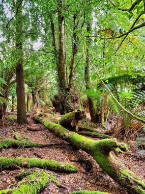 Evercreech Ormanı, Tazmanya, Avustralya 'nın ılıman yağmur ormanlarında yosun kaplı ağaç gövdeleri