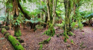 Giant ferns and moss-covered trees in the temperate rainforest of Ervercreech Forest Reserve, Tasmania, Australia clipart