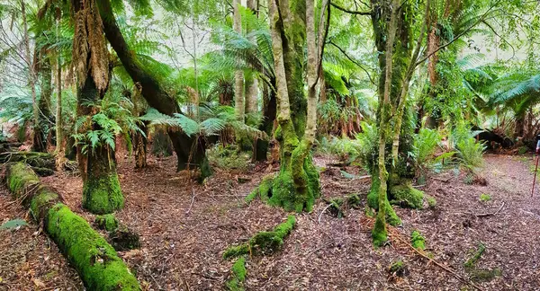 Giant ferns and moss-covered trees in the temperate rainforest of Ervercreech Forest Reserve, Tasmania, Australia
