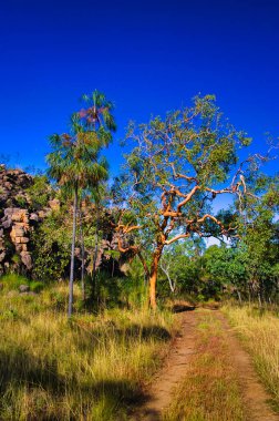 Palmiye ağacı, kırmızı kabuklu okaliptüs ağacı, Nitmiluk Ulusal Parkı, Katherine, Kuzey Bölgesi, Avustralya 'da toprak yol boyunca çimenler ve kaya oluşumu. 