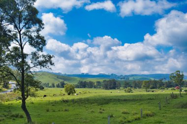 Avcı Bölgesi, Yeni Güney Galler, Avustralya 'da yeşil otlaklar, yuvarlanan tepeler, sığırlar, ağaçlar ve yaz bulutları ile kırsal alan