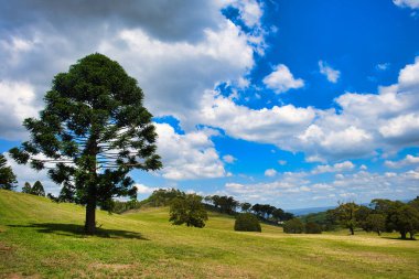 Avustralya Botanik Bahçesi 'ndeki tepeler, çimenler ve ağaçlar Sydney' deki Annan Dağı 'nda