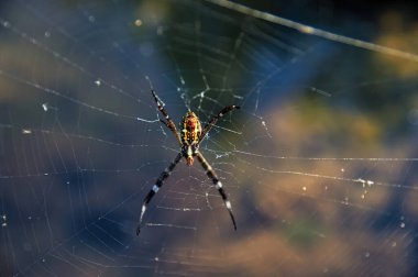 Avustralya 'nın tropikal kuzey bölgesinde Argiope sp (küre dokumacı örümcek)