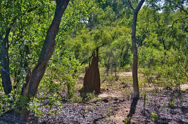 Avustralya 'nın kuzeyindeki Mataranka, Elsey Ulusal Parkı' ndaki tropikal ormanda manyetik termit tepeciği. Muson yağmurlarından sonra yemyeşil bitki örtüsü