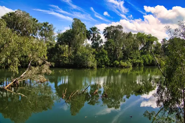 Roper Nehri, Avustralya 'nın kuzeyindeki Mataranka, Elsey Ulusal Parkı' nın yemyeşil tropikal yağmur ormanlarından akar. Sudaki ağaçların yansıması.