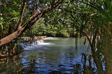 Yoğun tropikal yağmur ormanlarında çağlayan: Roper Nehri 'ndeki Mataranka Şelalesi, Elsey Ulusal Parkı, Mataranka, Kuzey Bölgesi, Avustralya. 