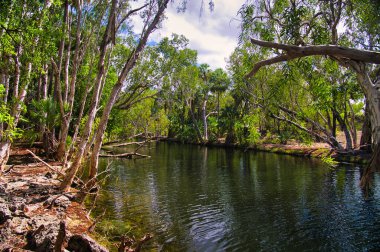 Tropikal Elsey Ulusal Parkı 'nın ormanındaki Roper Nehri, Mataranka, Kuzey Bölgesi, Avustralya