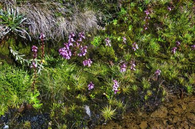 Avustralya Alpleri 'nin dağlarında bulunan Stylidium graminifolium ya da çimen bitkisi.