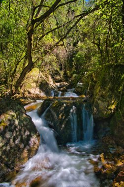 Yoğun Montan Ormanı 'ndaki şelale Burrowa-Pine Ulusal Parkı' ndaki Bluff Creek, Avustralya Alpleri, Victoria