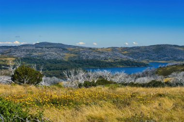 Rocky Valley Reservoir, Bogong High Plains, Alpine National Park, Victoria, Avustralya. Ölü ağaçların beyaza boyadığı tahrip olmuş ormanları ateşe verin. Sonsuz (Xerochrysum alt dulatum) ön planda