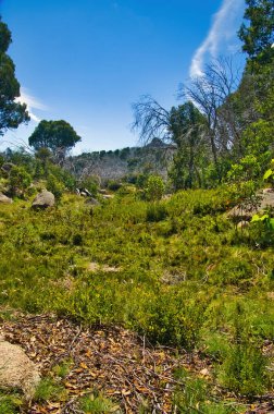 Avustralya Alpleri 'ndeki Buffalo Dağı Ulusal Parkı' ndaki Alp Heathland ve Ormanı, Victoria, Avustralya