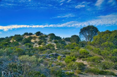 Güney Avustralya 'daki Eyre Yarımadası' ndaki Tabut Körfezi Ulusal Parkı sahilinde kuraklık ve tuza dayanıklı bitki örtüsü.