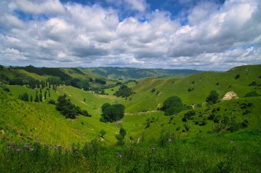 Tipik Yeni Zelanda manzarası, Pauatahanui, Porirua, Büyük Wellington, Kuzey Adası, Yeni Zelanda 'da gökyüzü altında beyaz bulutlu yeşil tepeler.