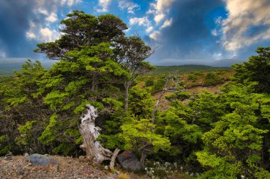 Ruapehu Dağı 'nın güney yamacında eski ağaçlar, Yeni Zelanda' nın kuzeyindeki Ohakune adasından çok uzak değil. Mavi gökyüzü ve kara bulutlar.