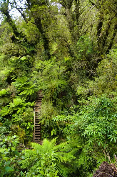 Dik merdivenler, Wilkies Döngü Pisti 'nin bir parçası, sözde Cin Ormanı' nda, Taranaki 'nin yamaçlarındaki neredeyse aşılmaz bulut ormanı, Kuzey Adası, Yeni Zelanda' daki bir volkan.