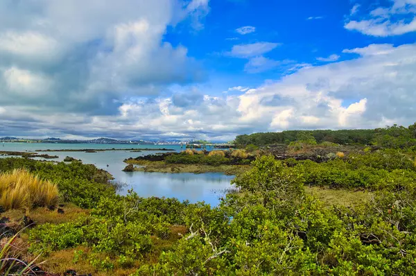 Haurangi Körfezi 'ndeki Rangitoto volkanik adasında kıyı bitki örtüsü olan bir sahil. Uzakta Auckland, Kuzey Adası, Yeni Zelanda 'nın ufuk çizgisi