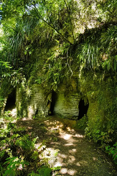 Waikato bölgesindeki Waitomo Geçidi, Kuzey Adası, Yeni Zelanda, kireçtaşı mağaraları olan yoğun bir ormandan geçer.