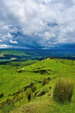 Koyunlu yeşil çayırlar, yeşil tepeler ve bulutlu bir gökyüzü: tipik bir Yeni Zelanda manzarası. Manawatu bölgesi, Kuzey Adası, Fielding 'e yakın..