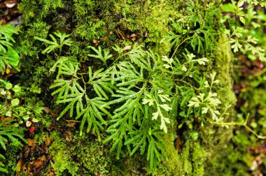 Şemsiye eğreltiotları (Sticherus cunninghamii), Kaimanawa Orman Parkı, Rangitikei bölgesi, Kuzey Adası, Yeni Zelanda 'da bir ağaç kütüğünde büyüyen yosun ve liken.