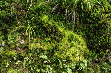 Kuzey Adası, Yeni Zelanda 'nın güneyindeki Tararua Orman Parkı' nın ılıman yağmur ormanlarının orman tabanında eğreltiotu, liken ve yosunlar var.. 
