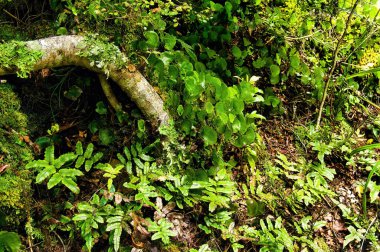 Kuzey Adası, Yeni Zelanda 'nın güneyindeki Tararua Orman Parkı' nın ılıman yağmur ormanlarının orman tabanında eğreltiotu, liken ve yosunlar var.. 