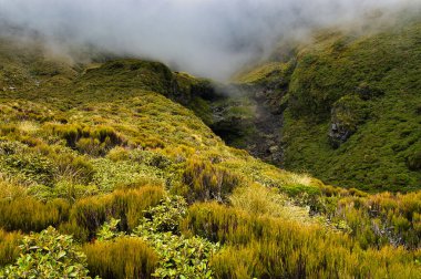 Yeni Zelanda 'nın Kuzey Adası' ndaki Taranaki Yanardağı 'ndaki (Egmont Dağı) ağaç hattının üzerinde, Holly Hut Pisti boyunca uzanan subalpin bitkisi içeren sisli volkanik kayalık.