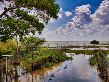 Tayland 'ın güneyindeki Phatthalung Eyaleti' ndeki Thale Noi sulak arazisinde geleneksel balıkçı tekneleri için karaya çıkmak.