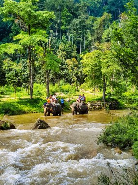 Güney Tayland 'da bir filin sırtından nehri geçen turistler