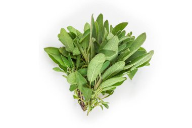 Beyaz arkaplanda izole edilmiş genel adaçayı.