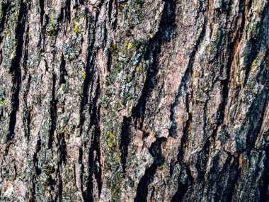 Wooden texture close up for the AI image generation vivid colorful