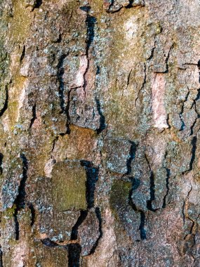 Wooden texture close up for the AI image generation vivid colorful