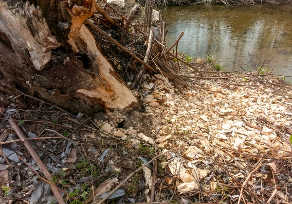 stock image Trees damaged by the beaver when making the dam