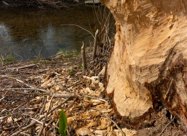 Pohon Rusak Oleh Berang Berang Ketika Membuat Bendungan — Stok Foto
