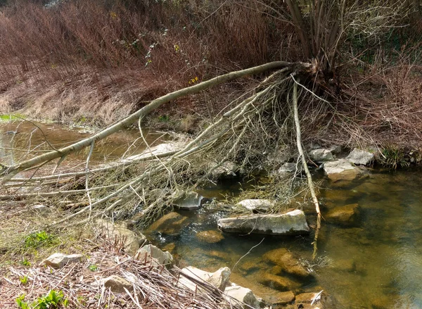Trees Damaged Beaver Making Dam — Stock Photo, Image