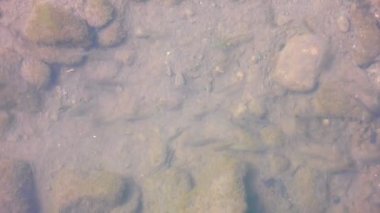 Avusturya, Viyana yakınlarında ilkbaharın başlarında su akıntısı