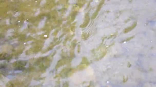 Водный Поток Ранней Весной Возле Вены Австрия — стоковое видео