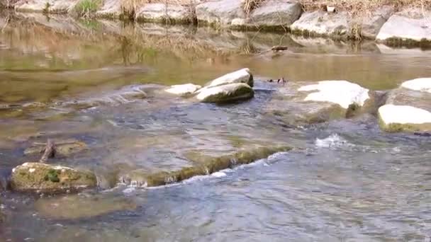 オーストリア ウィーン近郊の早春の水流 — ストック動画