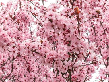Kiraz çiçeği (Japonca kiraz veya sakura olarak da bilinir), erik ağacında yetişen bir çiçektir.